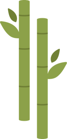 Bamboo  Illustration