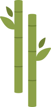 Bamboo  Illustration