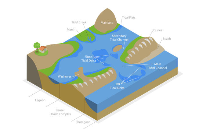 Barrier Island System  Illustration