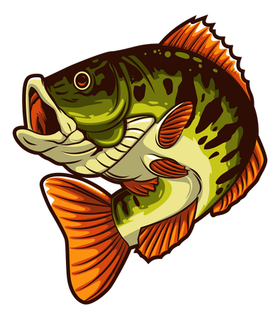 Bass Fish  Illustration