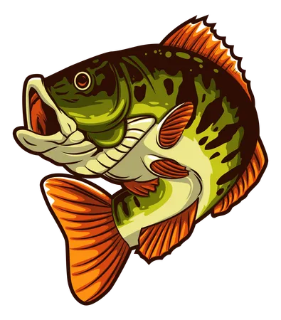 Bass Fish  Illustration