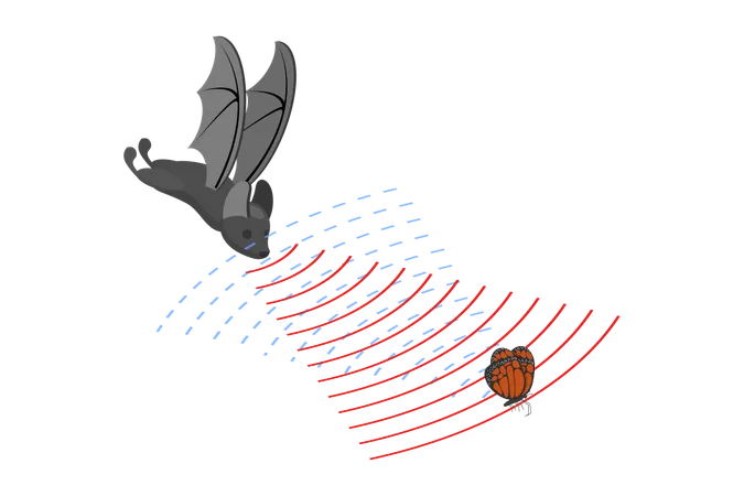 Bat and Sound Waves Reflecting  Illustration