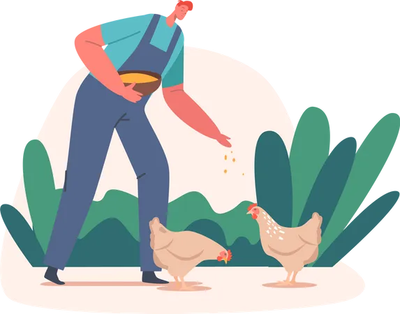 Landwirt füttert Hühner mit Futter  Illustration