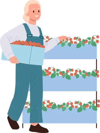 Bäuerin baut Erdbeeren in Gewächshausregalen an  Illustration