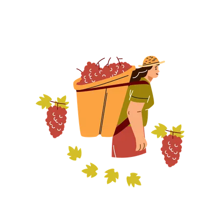 Bäuerin oder Gärtnerin mit Korb auf dem Rücken voller reifer Trauben  Illustration