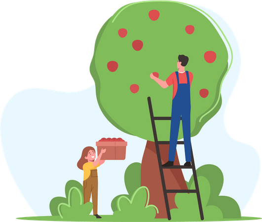 Bauernfamilie, Vater und Tochter pflücken Äpfel zum Korb im Obstgarten  Illustration