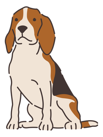 Beagle dog  Illustration