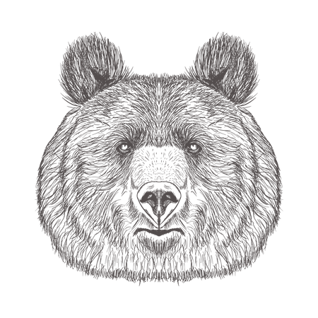 Bear Head Illustration