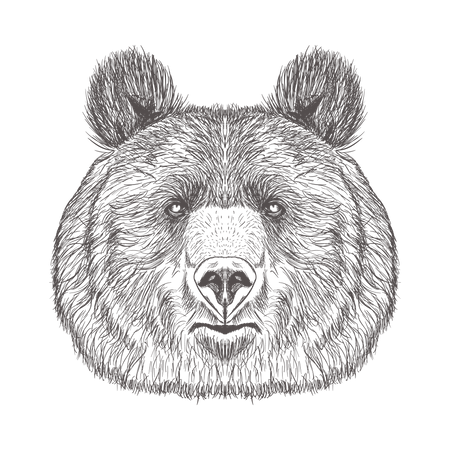 Bear Head  Illustration