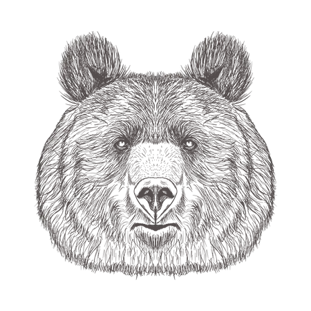 Bear Head  Illustration