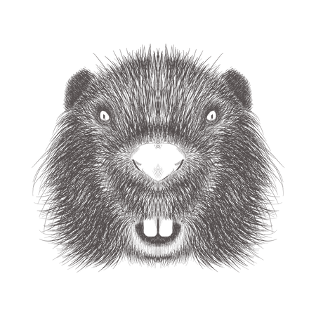 Beaver  Illustration