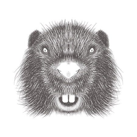 Beaver  Illustration