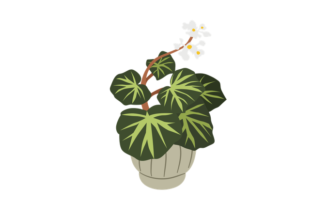 Begonia Soli Mutata  Illustration