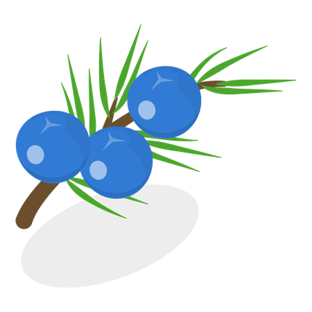 Berries  Illustration
