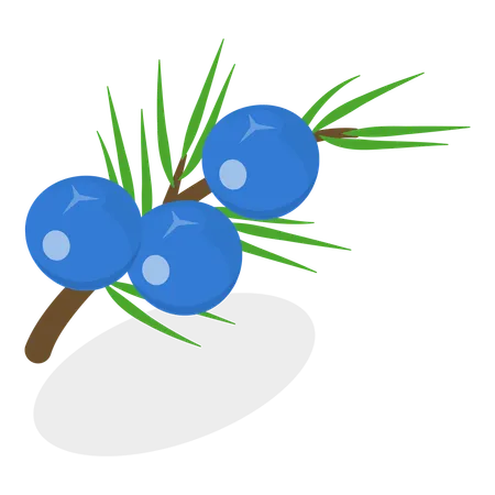 Berries  Illustration