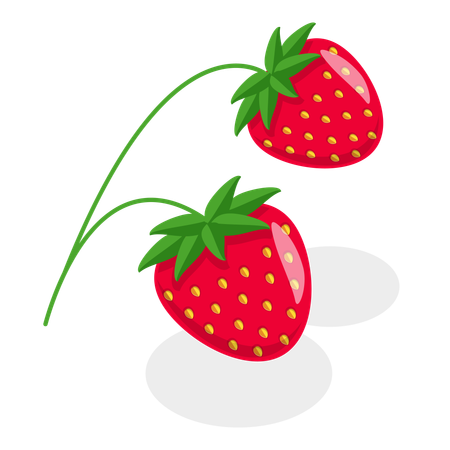 Berries  Illustration