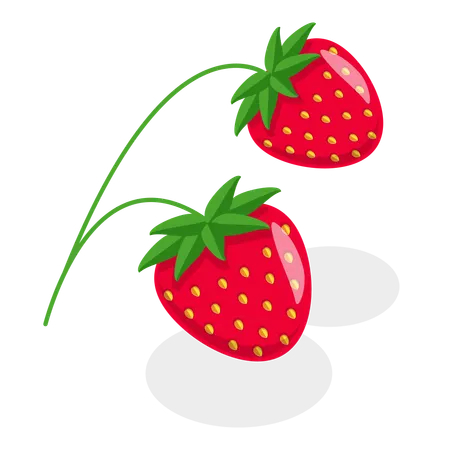 Berries  Illustration