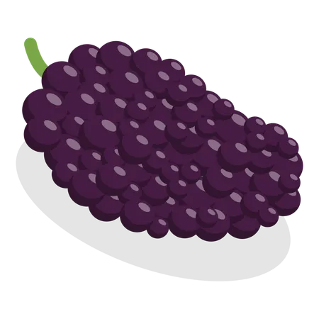 Berries  Illustration
