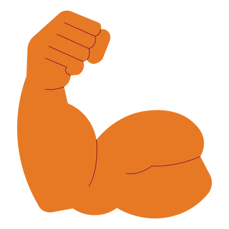 Músculo del brazo bíceps  Ilustración