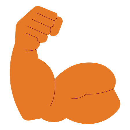 Muscle du bras biceps  Illustration