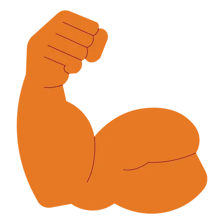 Muscle du bras biceps  Illustration