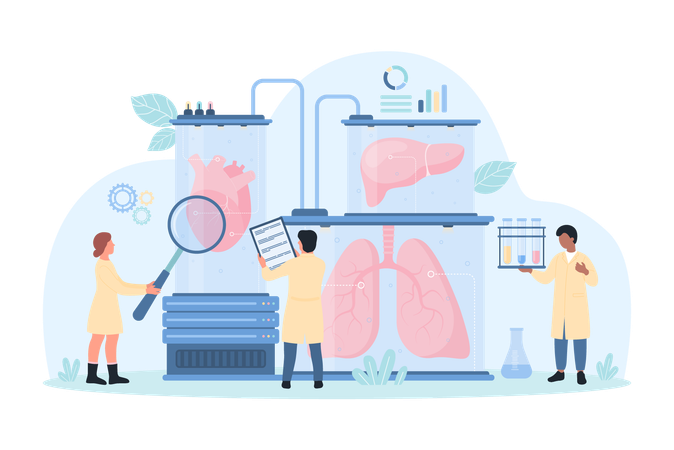 Bioartificial human organ for transplantation  Illustration