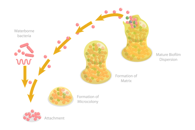 3 D Isometric Flat Vector Conceptual Illustration Of Biofilm Formation Stages Life Cycle Of Staphylococcus Aureus Illustration
