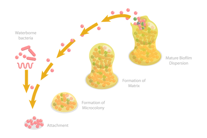 Biofilm Formation Stages  Illustration