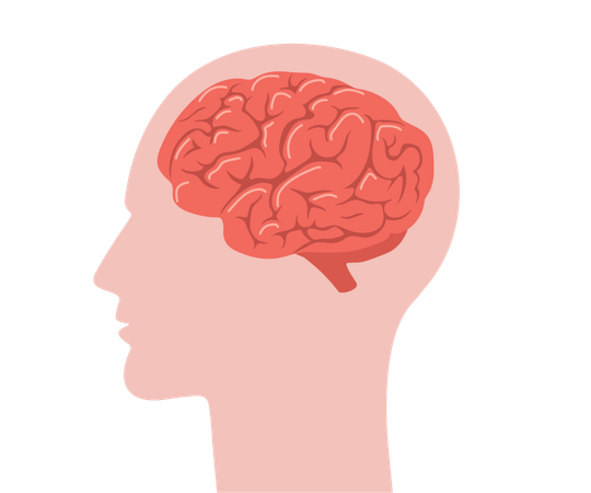 Biologisches Schema der inneren Organe  Illustration