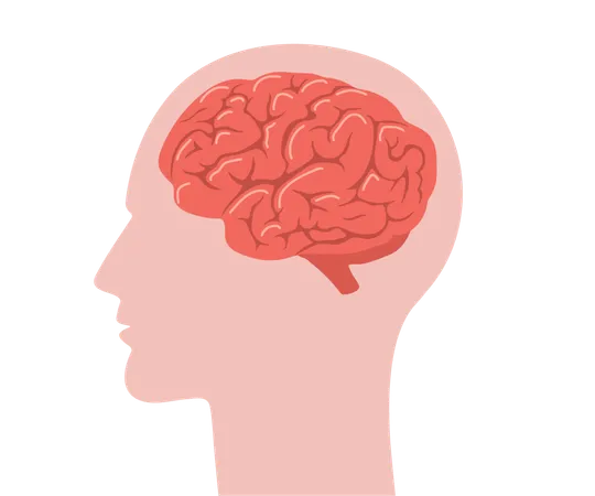 Biologisches Schema der inneren Organe  Illustration