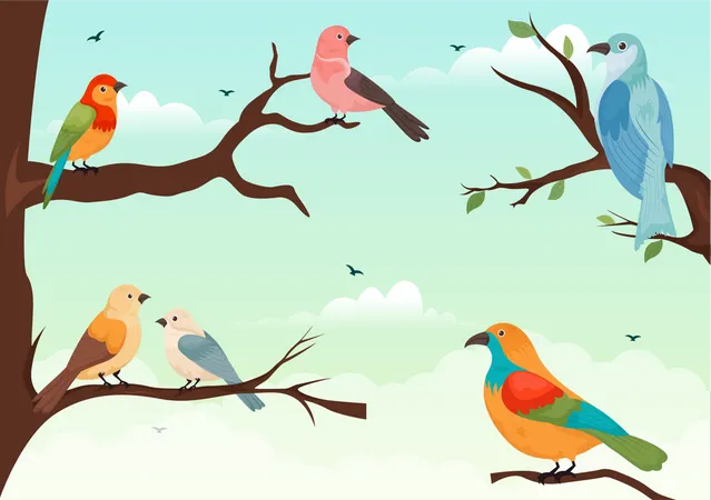 Birds  Illustration