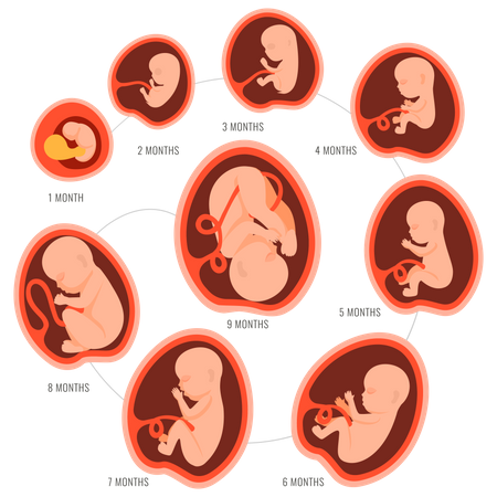 Birth process Illustration