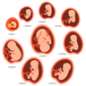 baby in womb png