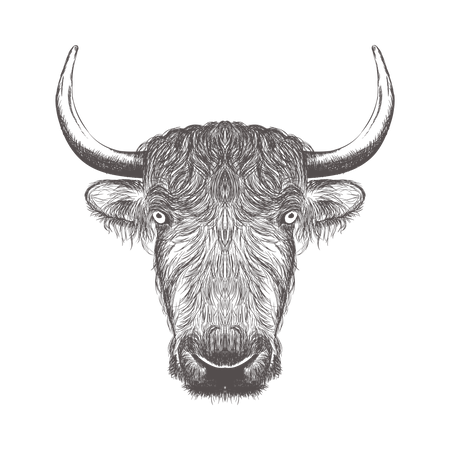 Bison  Illustration