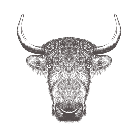 Bison  Illustration