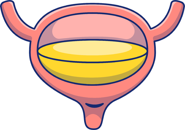 Bladder  Illustration