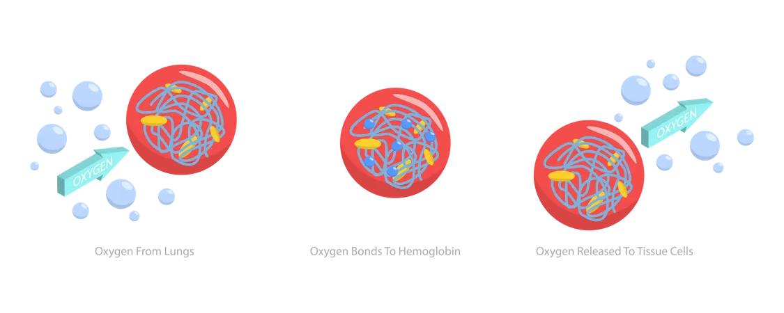 3 D Isometric Flat Vector Conceptual Illustration Of Oxygen Transportation Blood Cells In Bloodstream Illustration