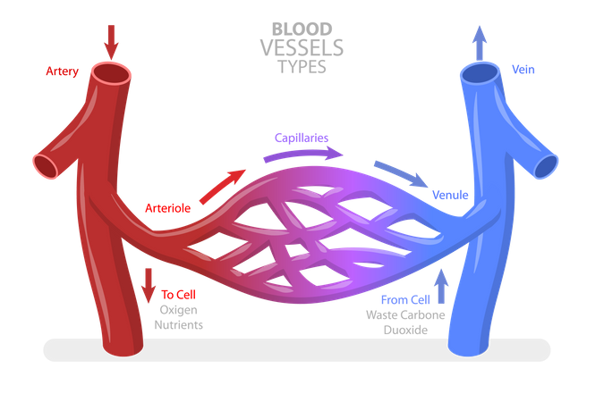 Blood Vessels Types  Illustration