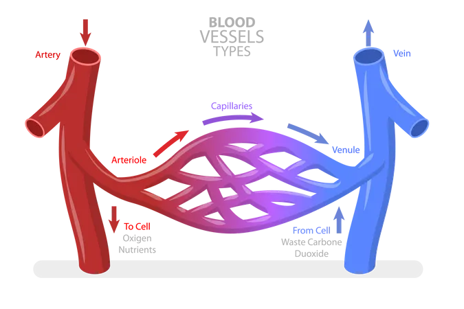 Blood Vessels Types  Illustration