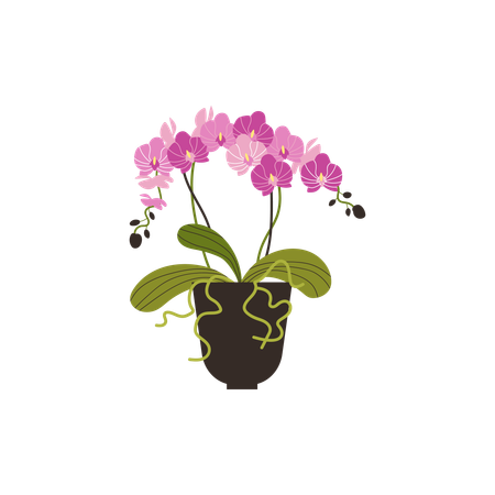 Blooming pink orchid  Illustration