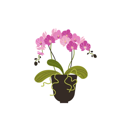 Blooming pink orchid  Illustration