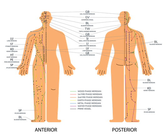 Body set front and back acupuncture scheme with points  Illustration