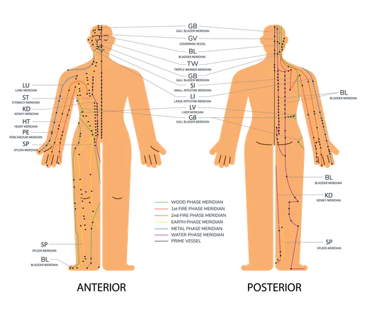 Body set front and back acupuncture scheme with points  Illustration