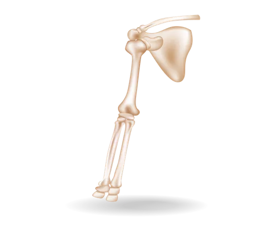 Bone  Illustration