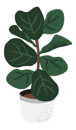 Ficus Lyrata  イラスト