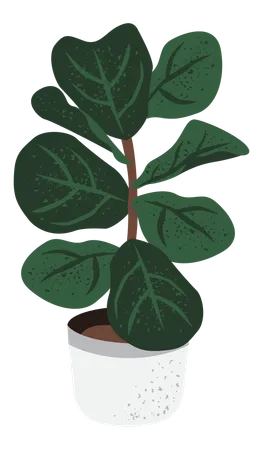 Ficus Lyrata  Illustration