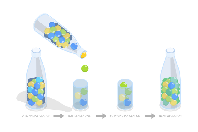 Bottleneck Effect and Population Impact  Illustration