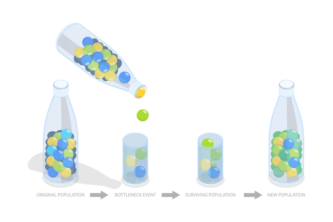 Bottleneck Effect and Population Impact  Illustration