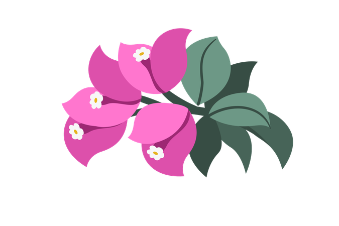 Bougainvillea-Blume  Illustration