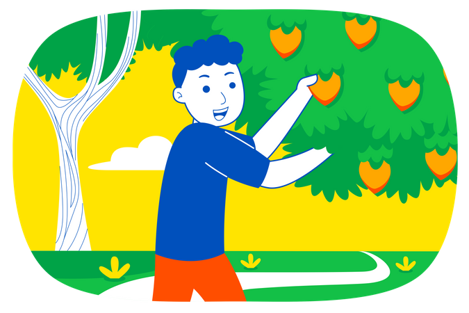 Boy collecting fruit from trees  Illustration